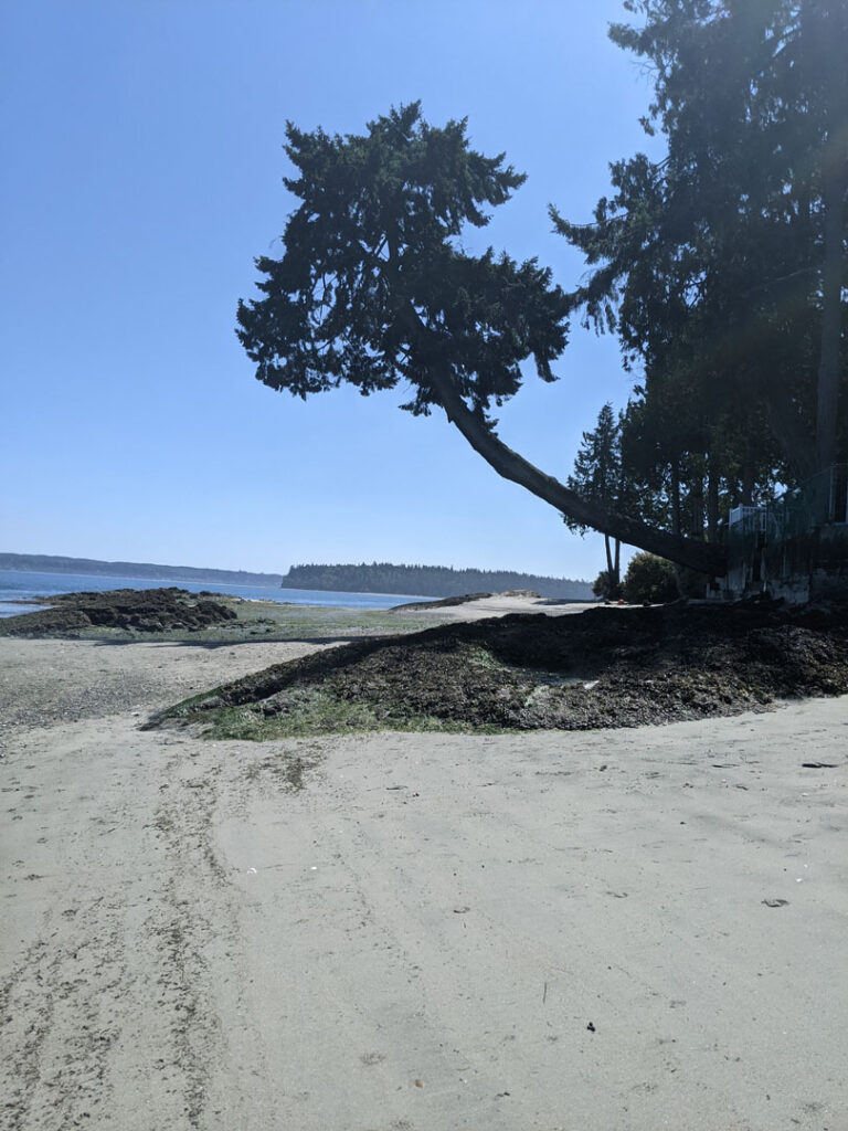 curved evergreen tree over sandy beach