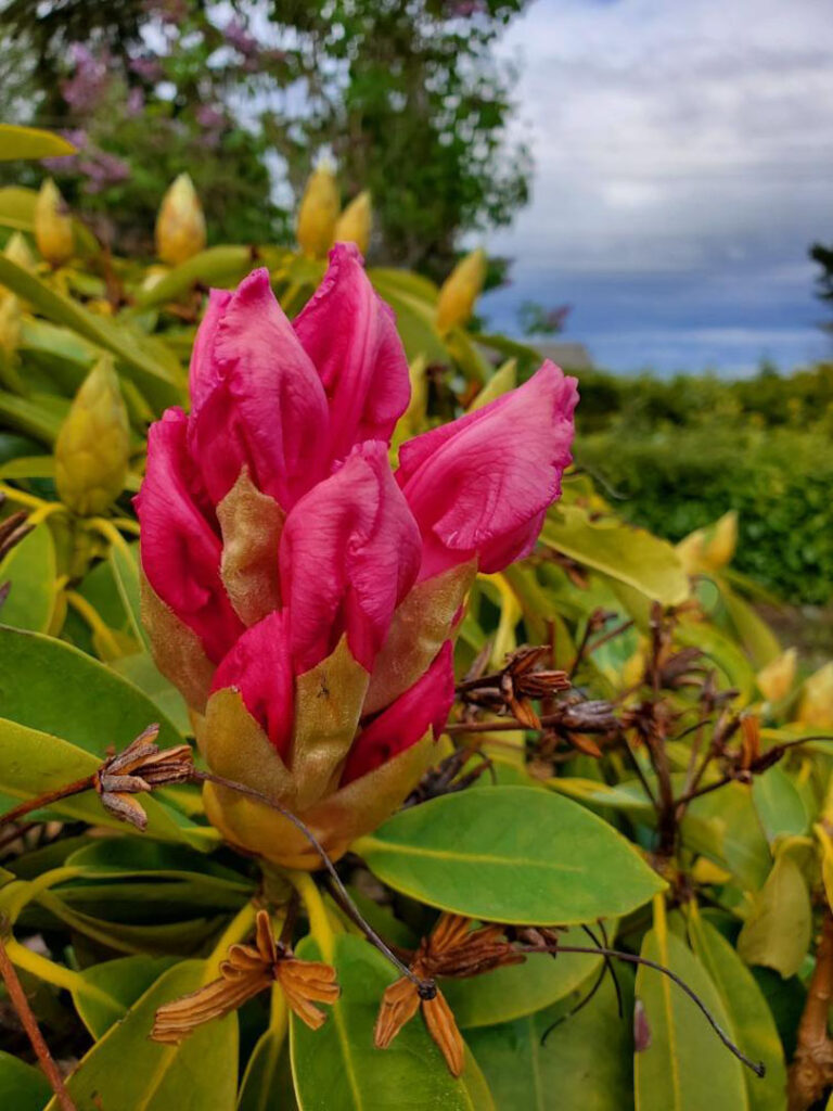 pink flower spike of a rhododendron in front of green leaves
